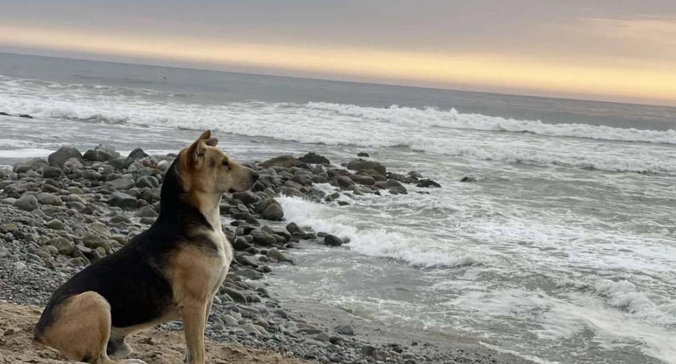 Dog Goes to the Beach Every Day to Wait for Fisherman Owner Who Will Never Return - Vimarsana News