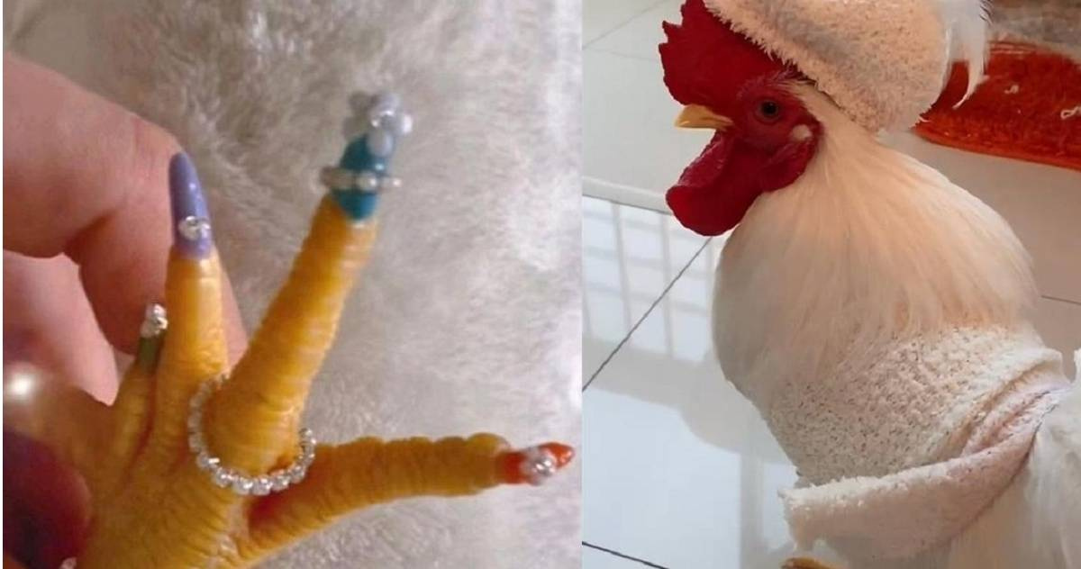 Карамель из сахара. Дом для куриц. Петух отказывается обслуживать. Сиамский петушок аквариумная рыбка. Игрушка из перчатки.