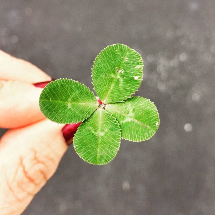 What are the odds? Woman finds 21 four-leaf clovers in her front