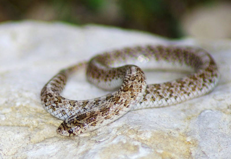 This Small Snake Uses Farts as a Defense Mechanism - Vimarsana News