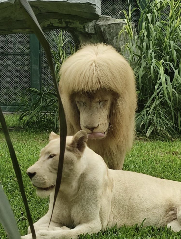 Photos of Lion With Straight Bangs Leave Millions Scratching Their