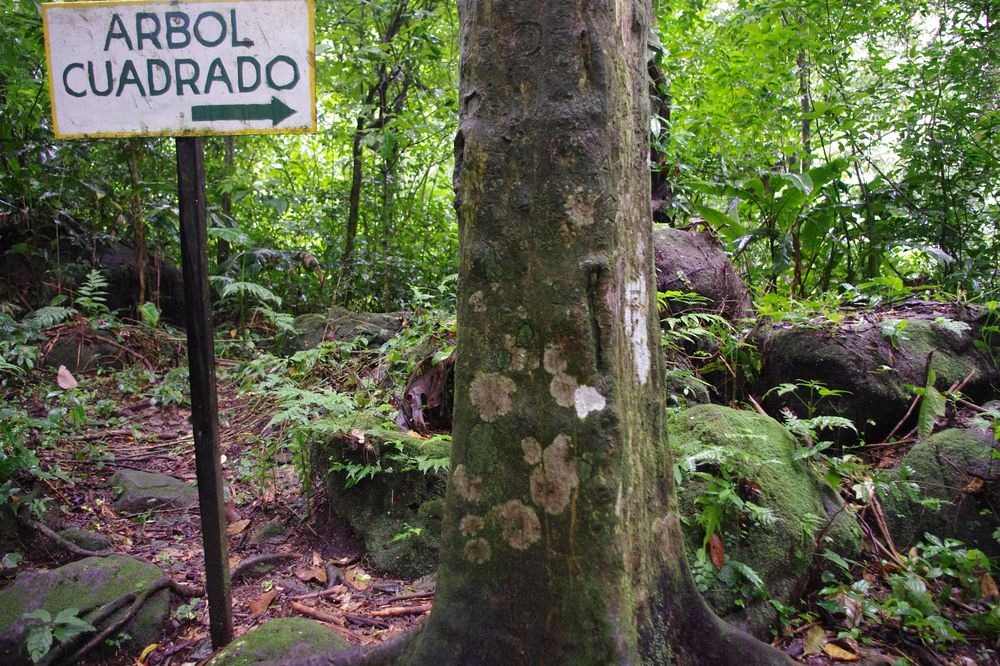 Panama’s El Valle de Anton – The Valley of Square Trees