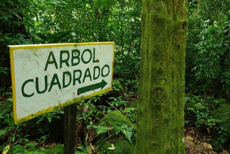 Panama’s El Valle de Anton – The Valley of Square Trees