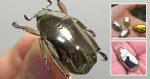 These Silver, Reflective Beetles Look Like Living Jewelry