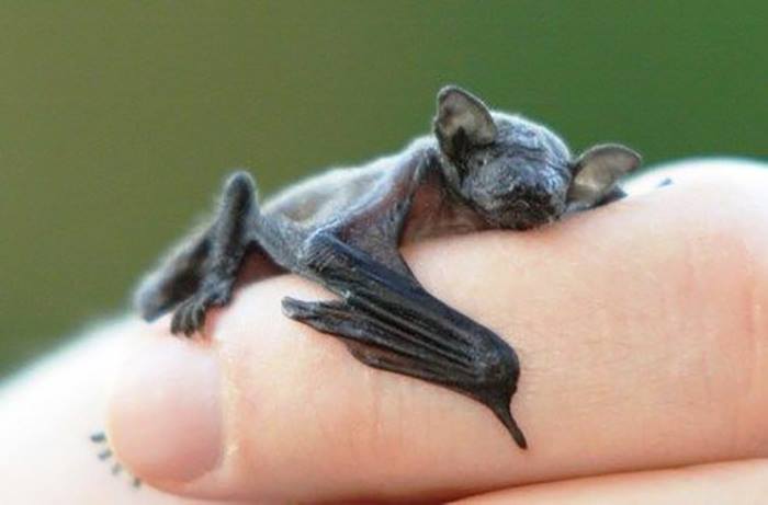 The Bumblebee Bat Is the World's Smallest Mammal, Weighs Only 2 Grams