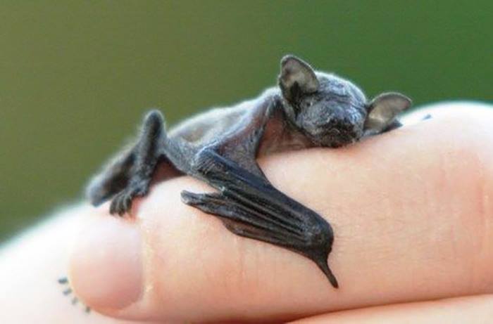 The Bumblebee Bat Is the World's Smallest Mammal, Weighs Only 2 Grams The Bumblebee Bat Is the World's Smallest Mammal, Weighs Only 2 Grams