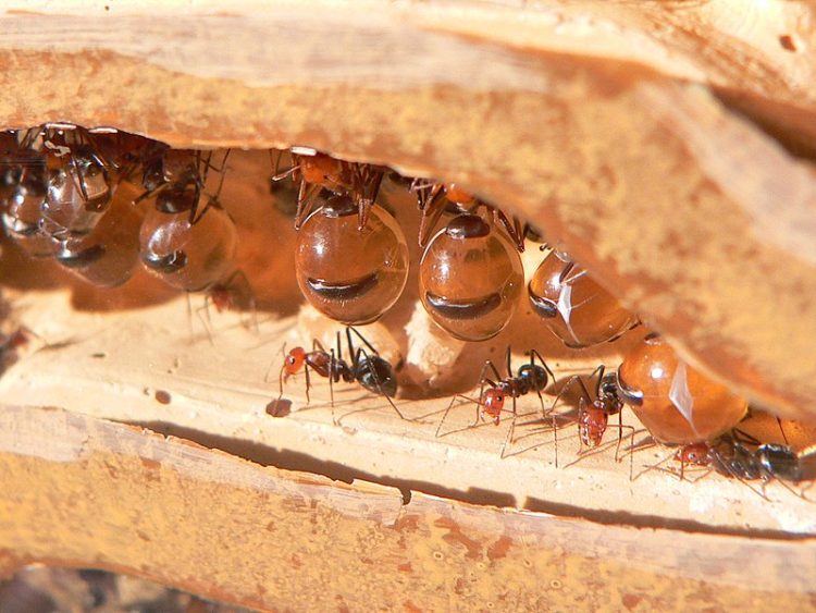 This Ant Species May Support a Controversial Theory on Evolution