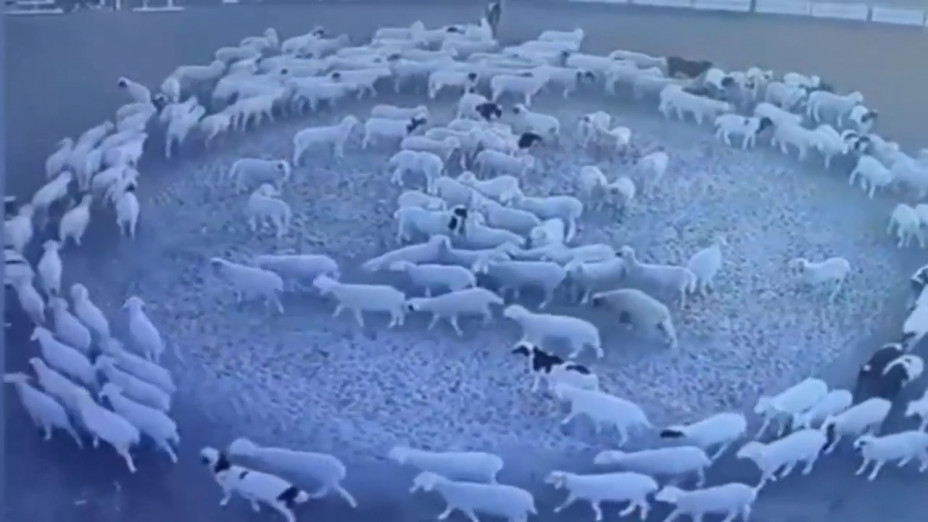 Hundreds of Sheep Have Been Walking in a Circle Continuously for 12 Days
