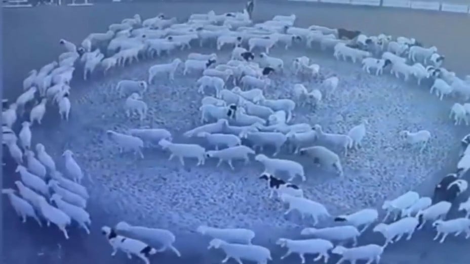 Hundreds of Sheep Have Been Walking in a Circle Continuously for 12 Days Hundreds of Sheep Have Been Walking in a Circle Continuously for 12 Days
