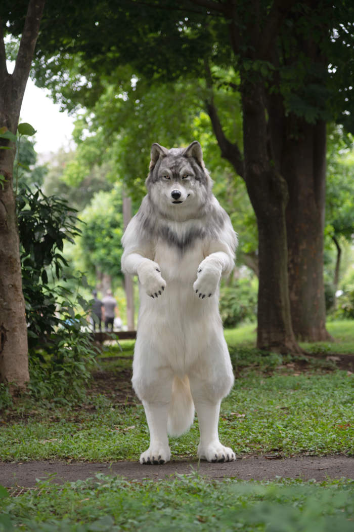 Japanese man spends $22,000 to become a rough collie dog