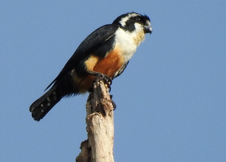 This Tiny Adorable Bird Is the World’s Smallest Bird of Prey