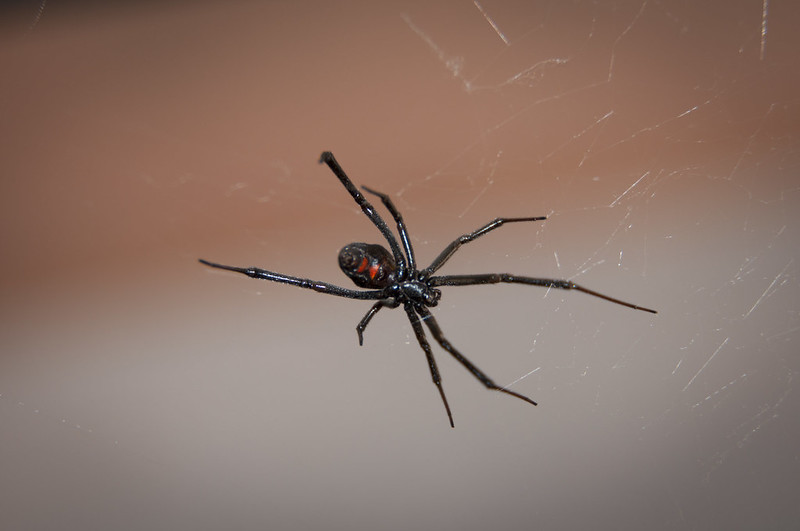 Boy Allows Himself to Be Bitten by Black Widow to Become Spider-Man - Vimarsana News
