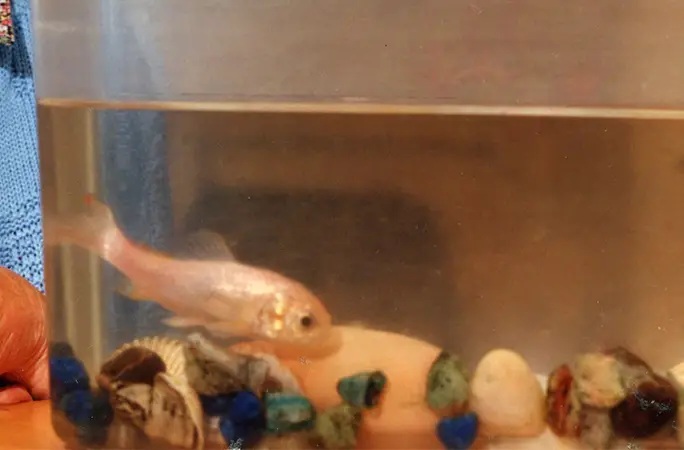Longest deals living goldfish