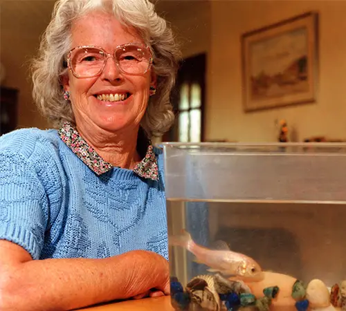 Oldest goldfish ever was so old its scales turned silver