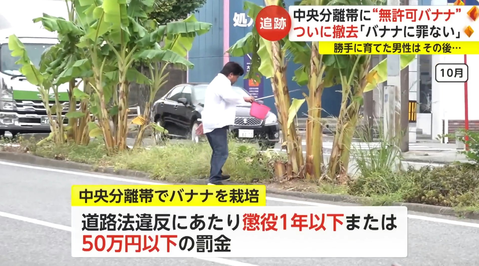 Japanese Man Grows Banana Trees in the Middle of City Road for Two Years