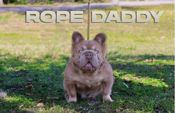 Meet Rope Daddy a Special French Bulldog Specimen Valued at 120 000