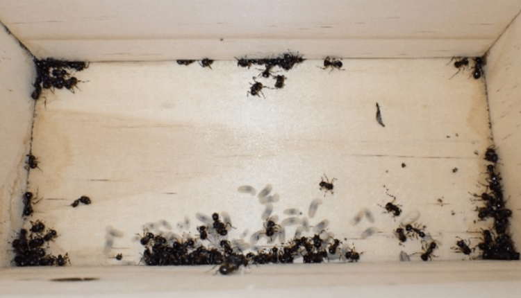 Scientists Discover Entire Ant Colonies Will Play Dead to Avoid Predators