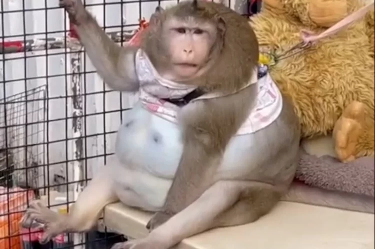 Godzilla, Thailand’s Fattest Macaque, Dies Due to Obesity-Related Illness
