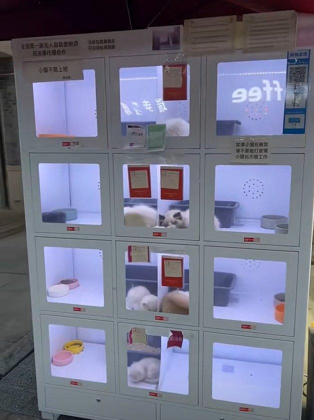 Self-Service Pet Vending Machines Spark Outrage in China