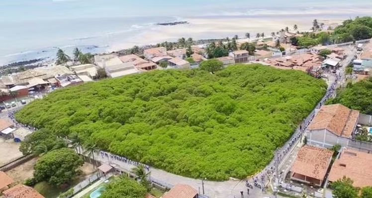 The World’s Largest Cashew Tree Covers an Area of Over 8,000 Square Meters