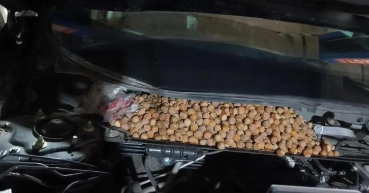 Man Finds His Car Stuffed with Over 40 Pounds of Hazelnuts Man Finds His Car Stuffed with Over 40 Pounds of Hazelnuts