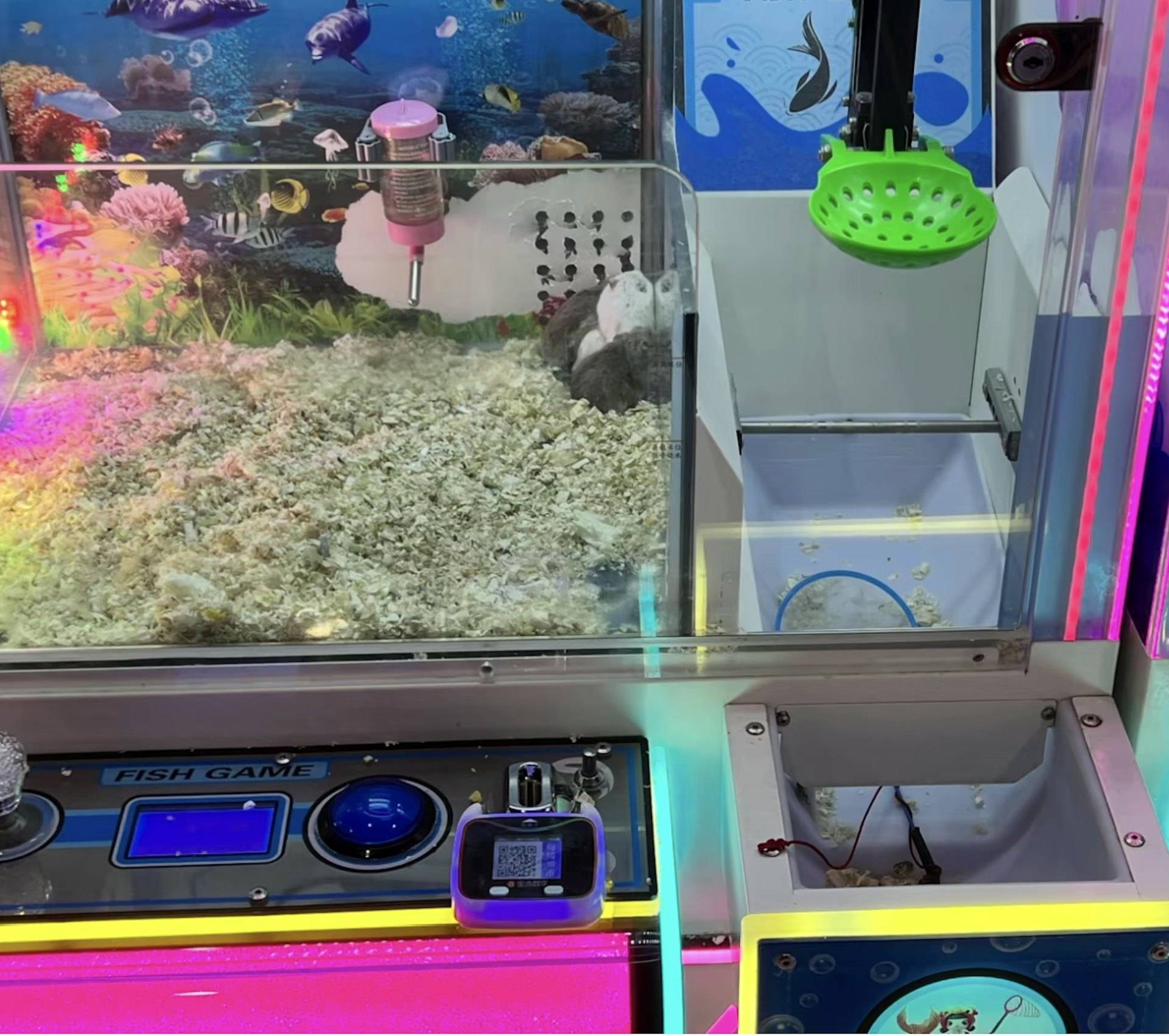 Arcade Draws Criticism for Using Live Hamsters as Prizes in Claw Machine Game
