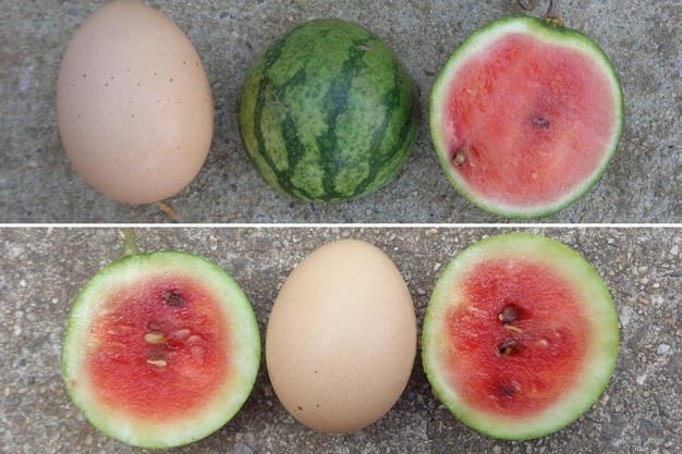 Amteur Breeders Grow Miniature Watermelons the Size of Chicken Eggs