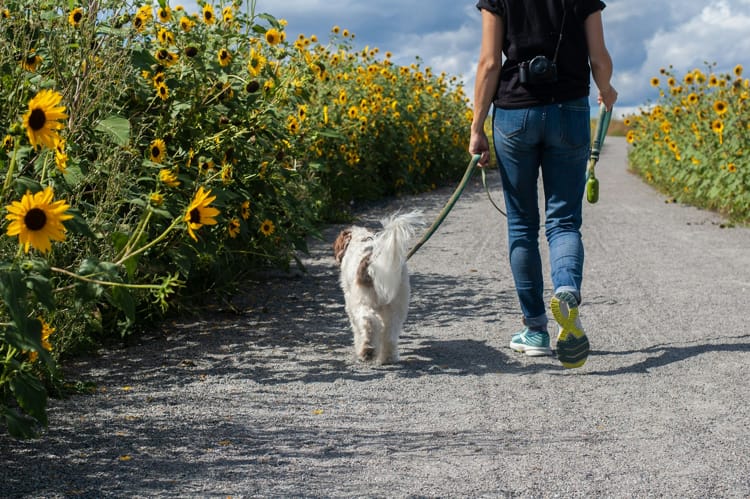 Controversial Dog Rental Platform Allows Dog Owners to Lease Their Pets to Strangers by the Hour