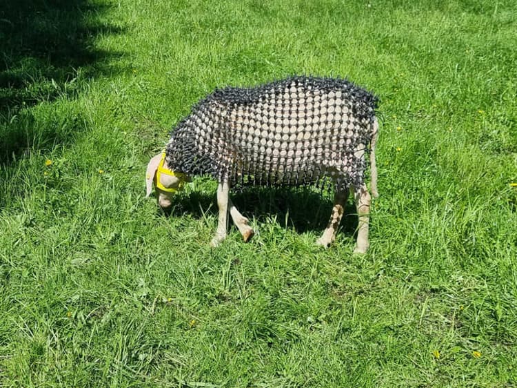 Austrian Farmer Spends Three Years Creating Chain Mail to Protect Sheep from Wolves